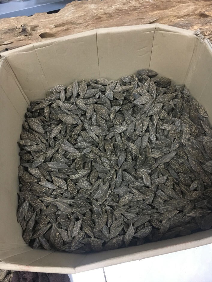 Schachtel mit Aquilaria Holzchips