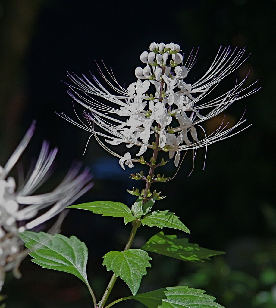 Hua Shi Cao (Orthosiphonis herba). Wikipedia