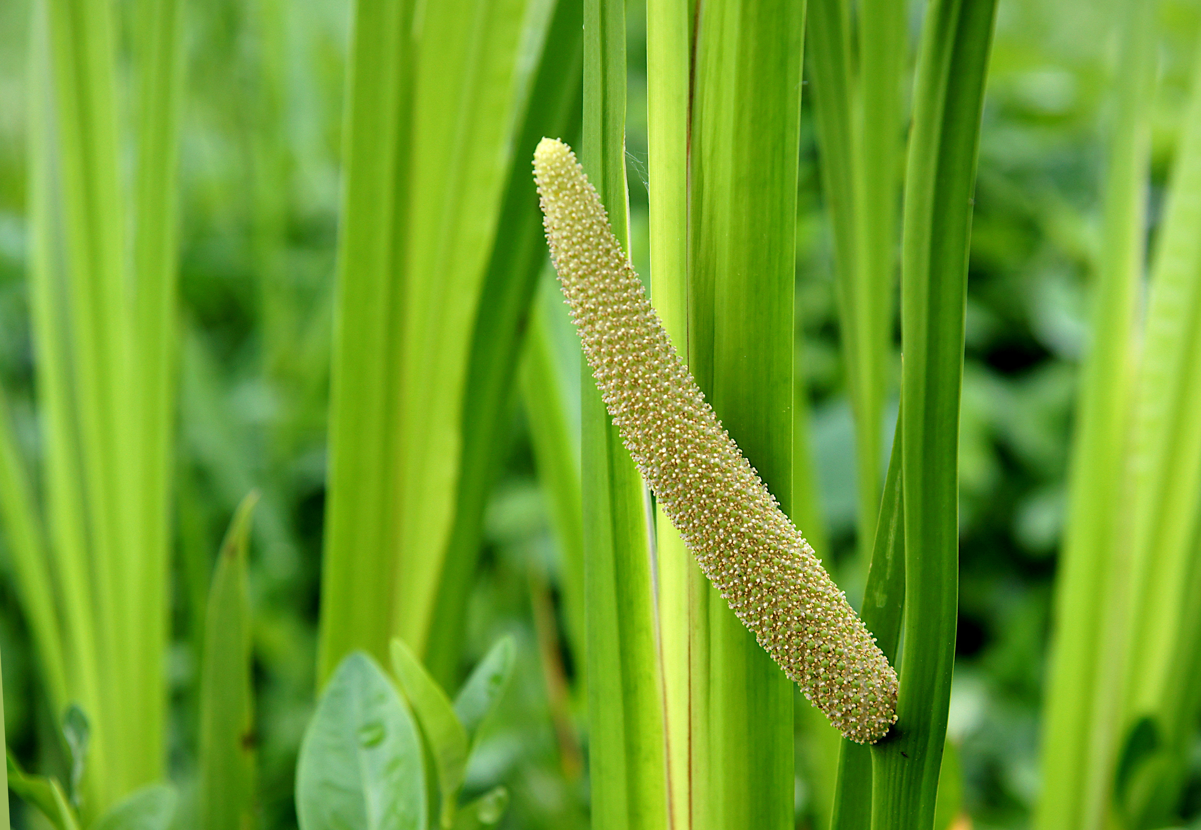 Kalmus - Acorus calamus