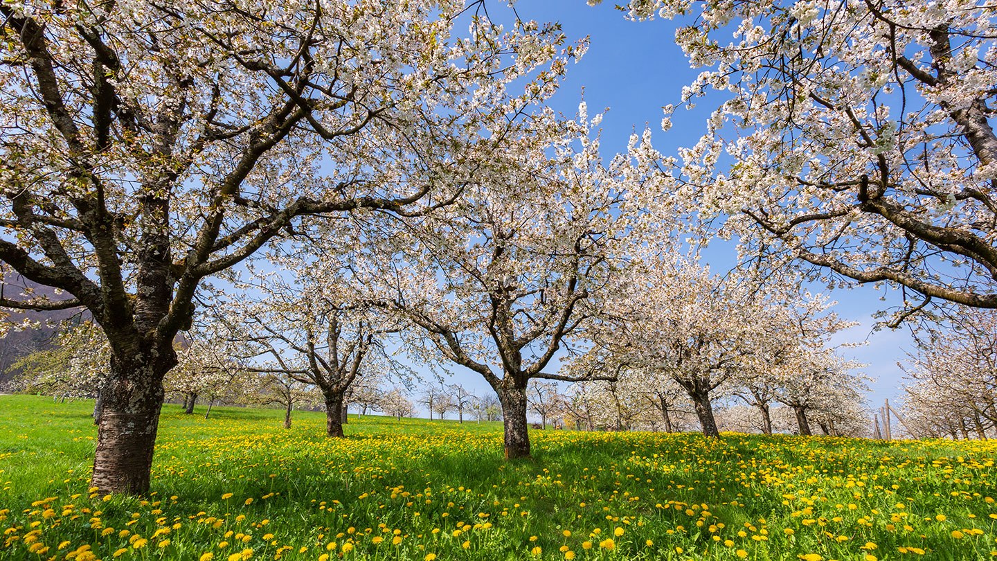 Fruehling