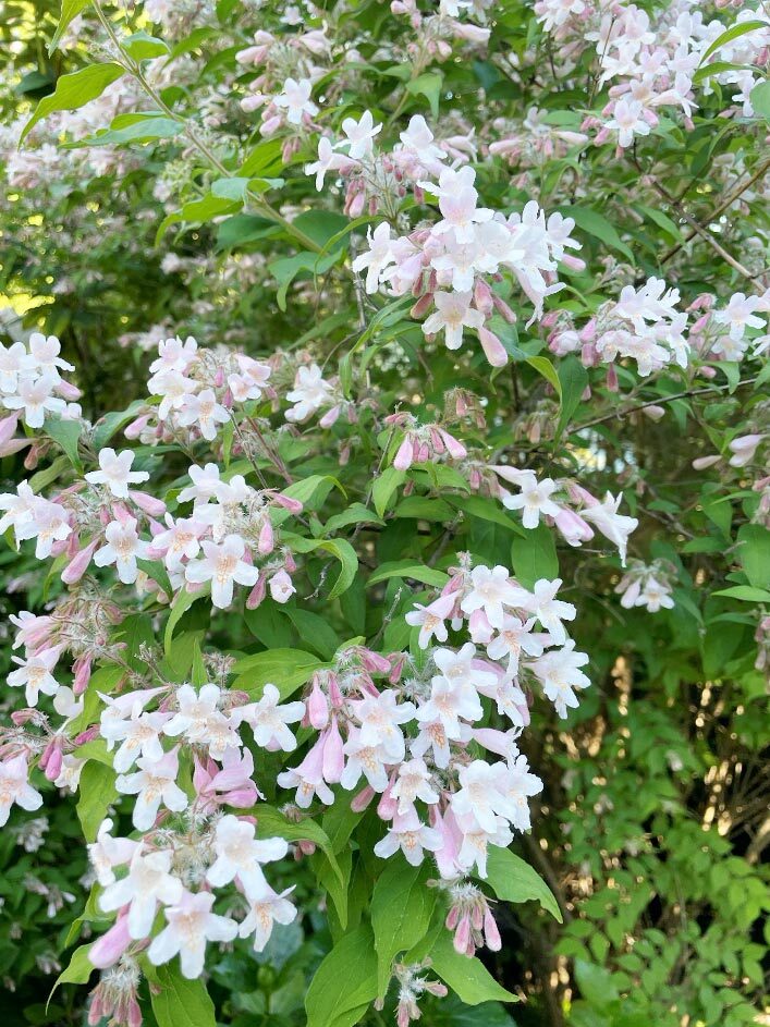 Kolkwitzia amabilis