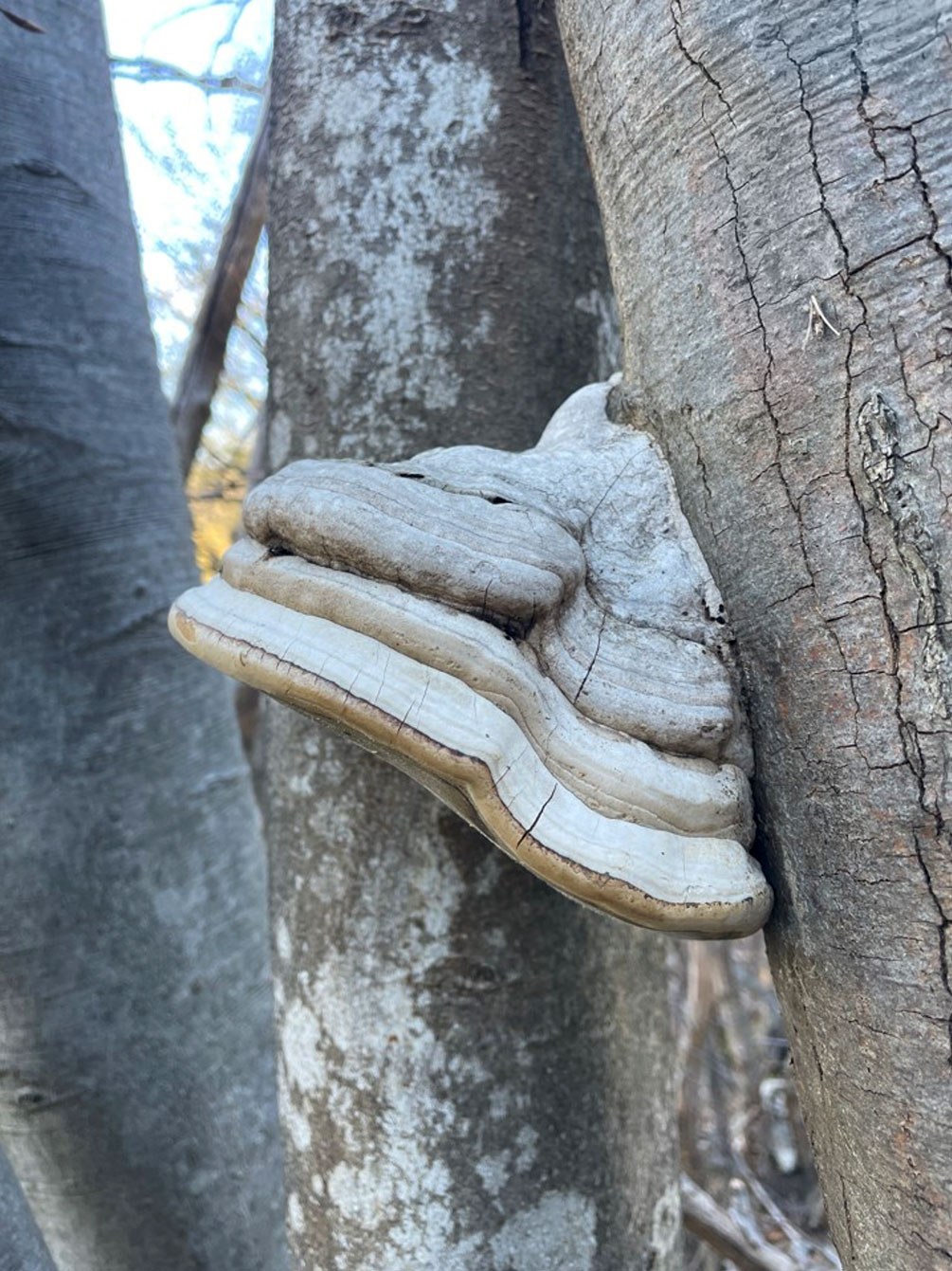 Zunderschwamm (Fomes fomentarius)