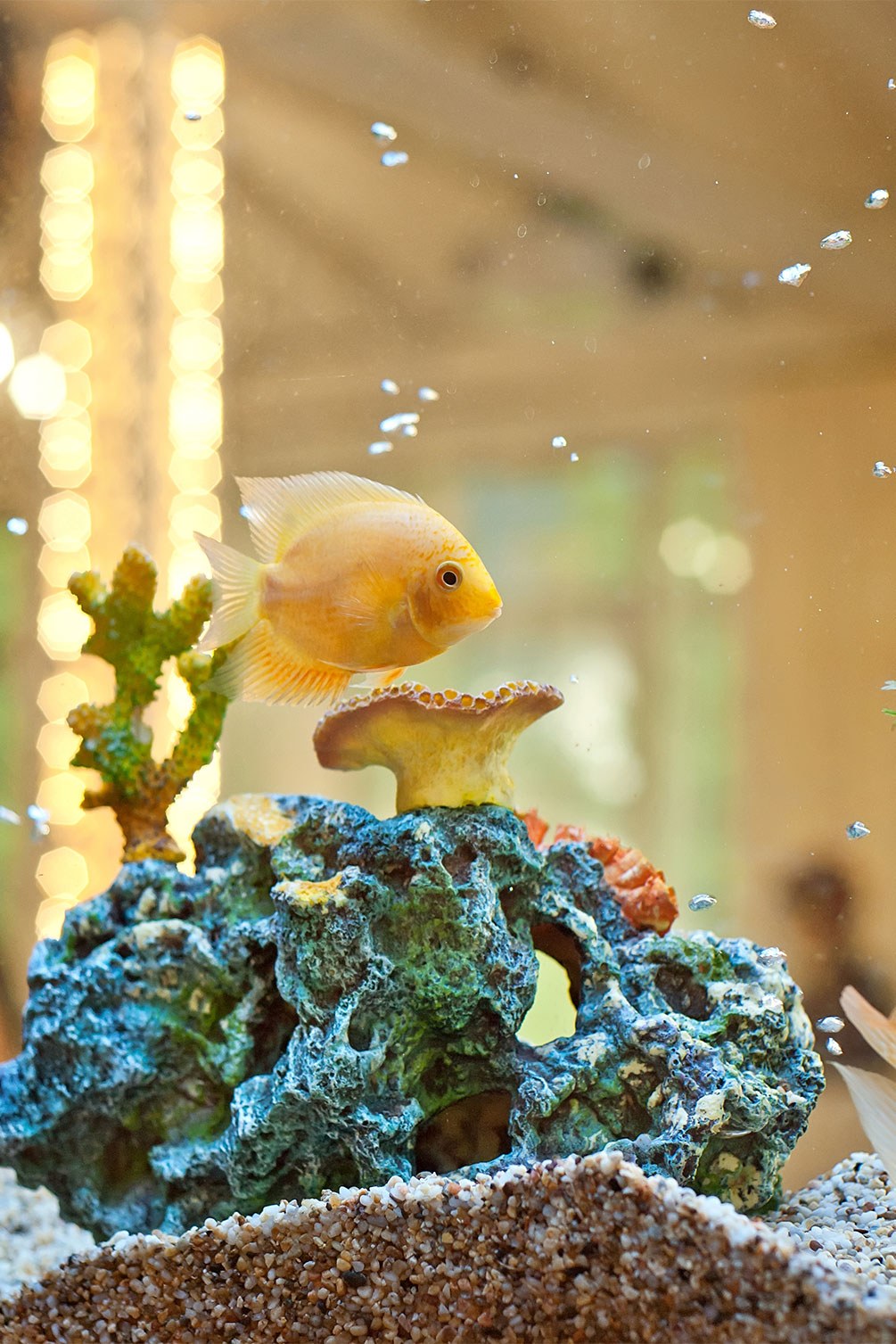 Aquarium