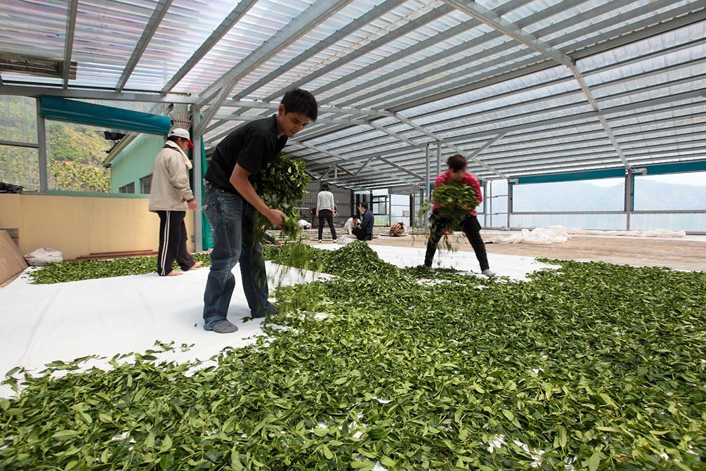 Tee Welken